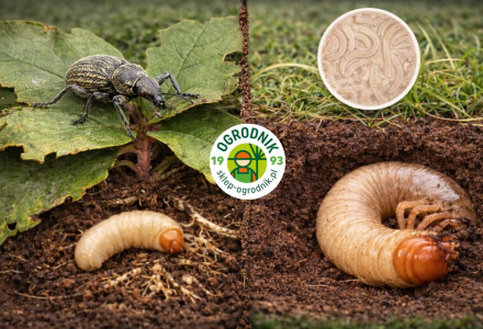 LARVANEM nicienie na opuchlaki i pędraki co warto wiedzieć ?