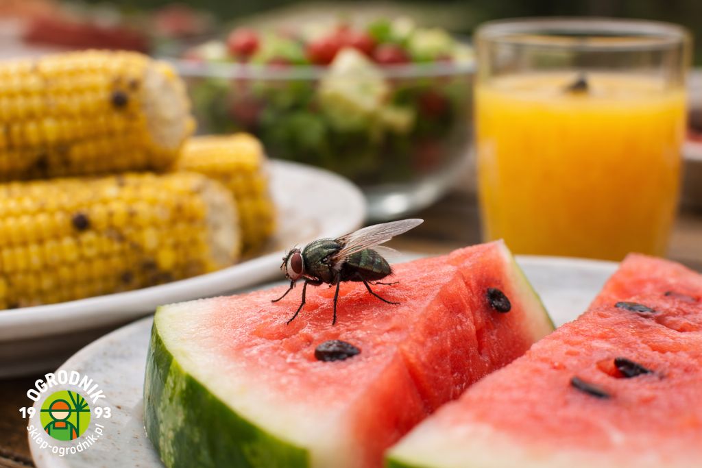 Mucha siedząca na kawałku arbuza na stole ogrodowym, makro zdjęcie jedzenia w naturalnym świetlev