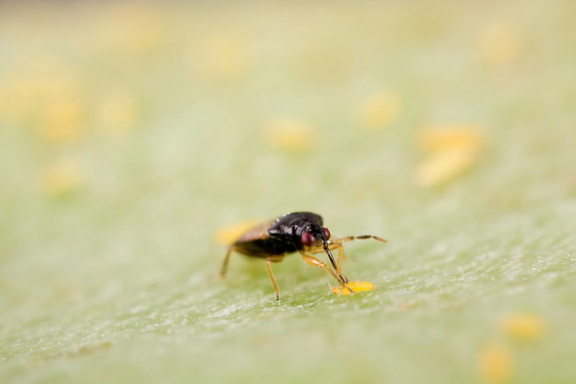 Orius laevigatus