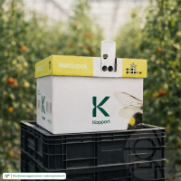 Ul Natupol Standard z trzmielami do naturalnego zapylania pomidorów w szklarni ustawiony na skrzynce plastikowej wizuali