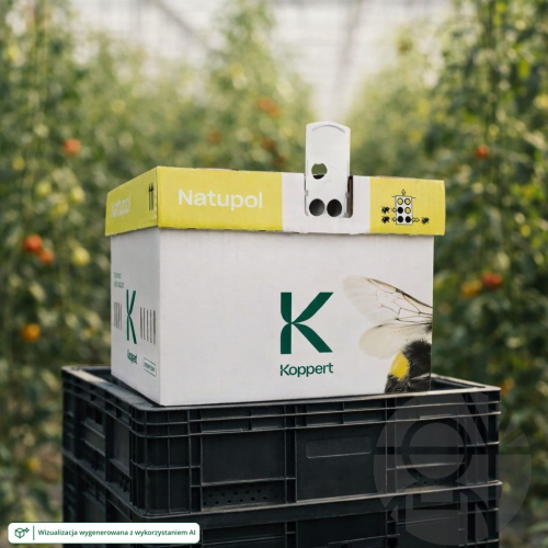 Ul Natupol Standard z trzmielami do naturalnego zapylania pomidorów w szklarni ustawiony na skrzynce plastikowej wizuali