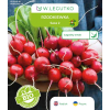 BIO RZODKIEWKA SAXA 2 oprzycięte opakowanie