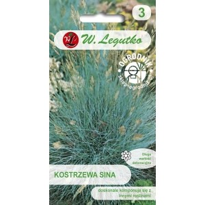 KOSTRZEWA SINA - FESTUCA GLAUCA