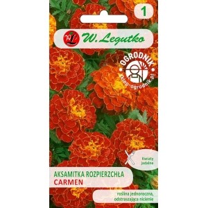 Aksamitka rozpierzchła Carmen
