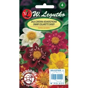 Dalia kołnierzykowata Collarette Dandy