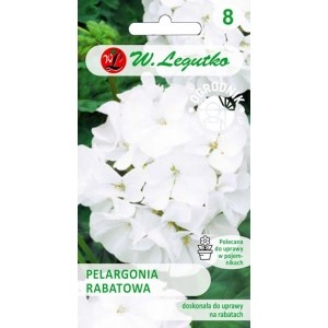 PELARGONIA RABATOWA BIAŁA