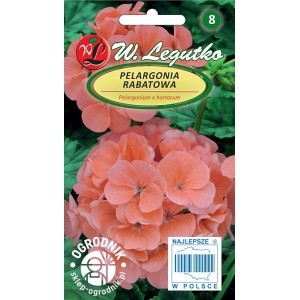 PELARGONIA RABATOWA ŁOSOSIOWA