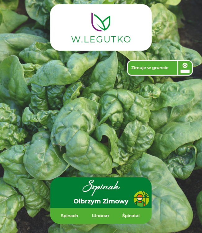 szpinak olbrzym zimowy wygląd