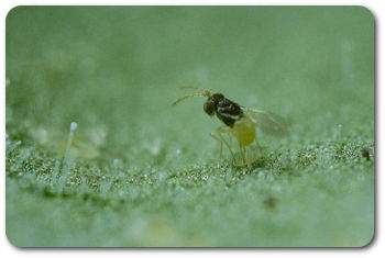  Encarsia formosa - Dobrotnica szklarniowa