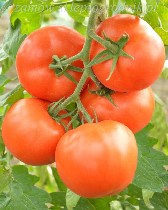 pomidor dukat
